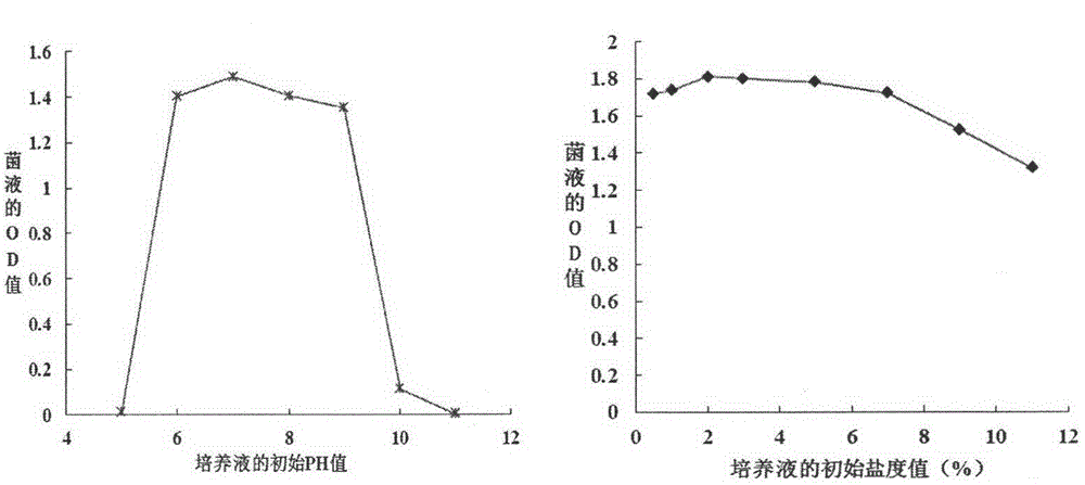 Immobilized microbial inoculant for restoring petroleum-hydrocarbon-polluted alkaline-saline soil and preparation method thereof