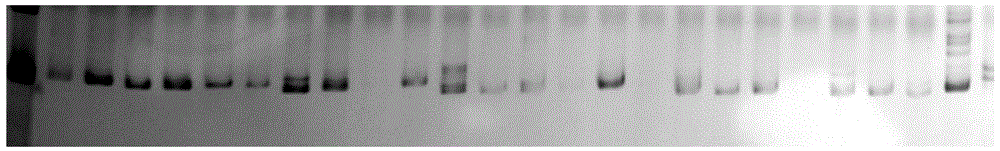 A method for developing ramie genome ssr markers in large quantities and the primers developed therefor