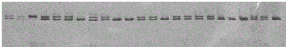 A method for developing ramie genome ssr markers in large quantities and the primers developed therefor