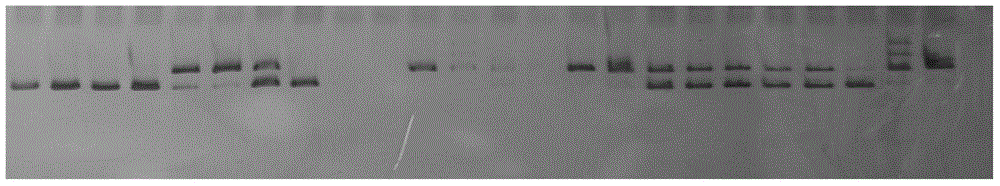 A method for developing ramie genome ssr markers in large quantities and the primers developed therefor