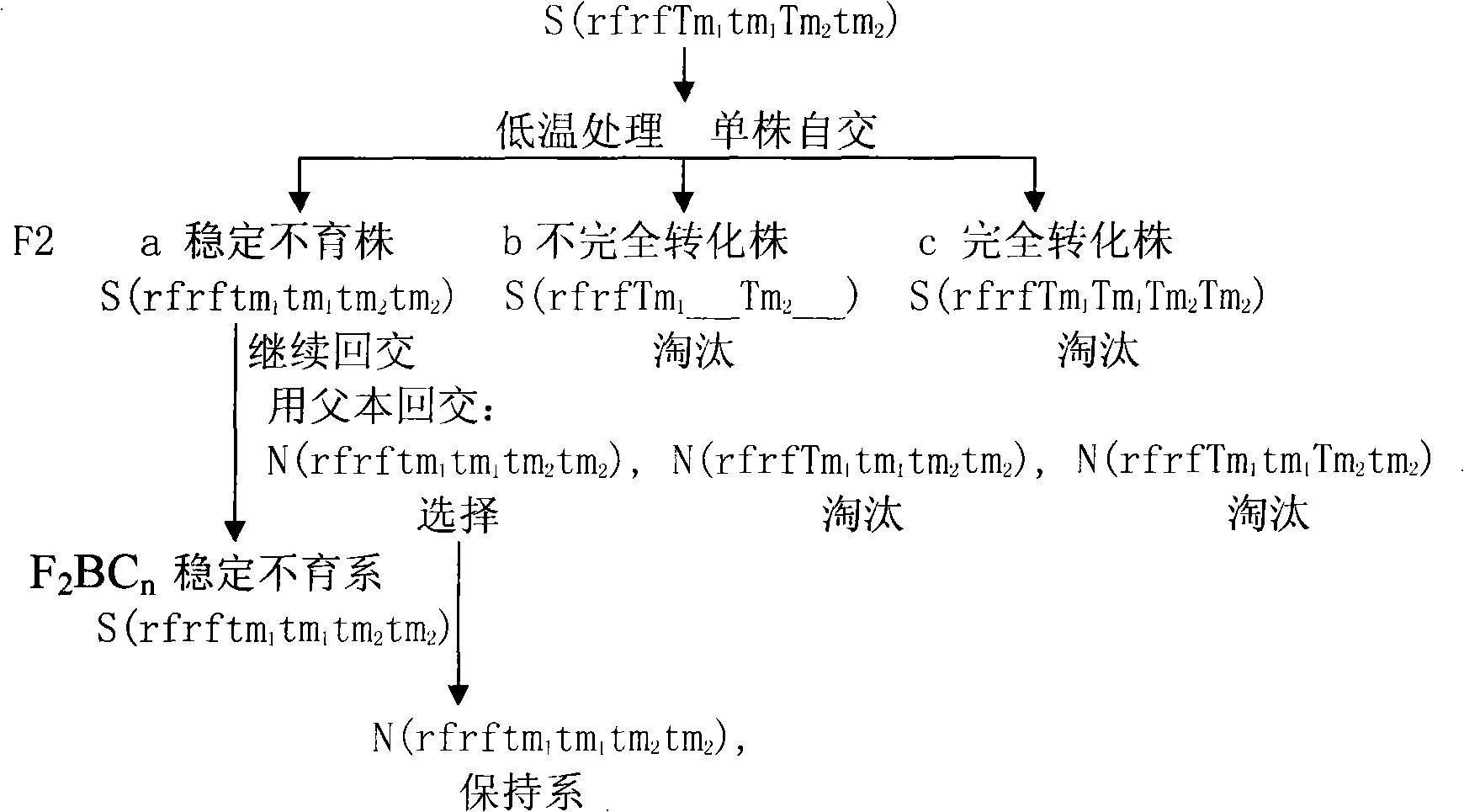 Method for breeding celery cabbage temperature-sensitive male sterile line and temperature-insensitive male sterile line