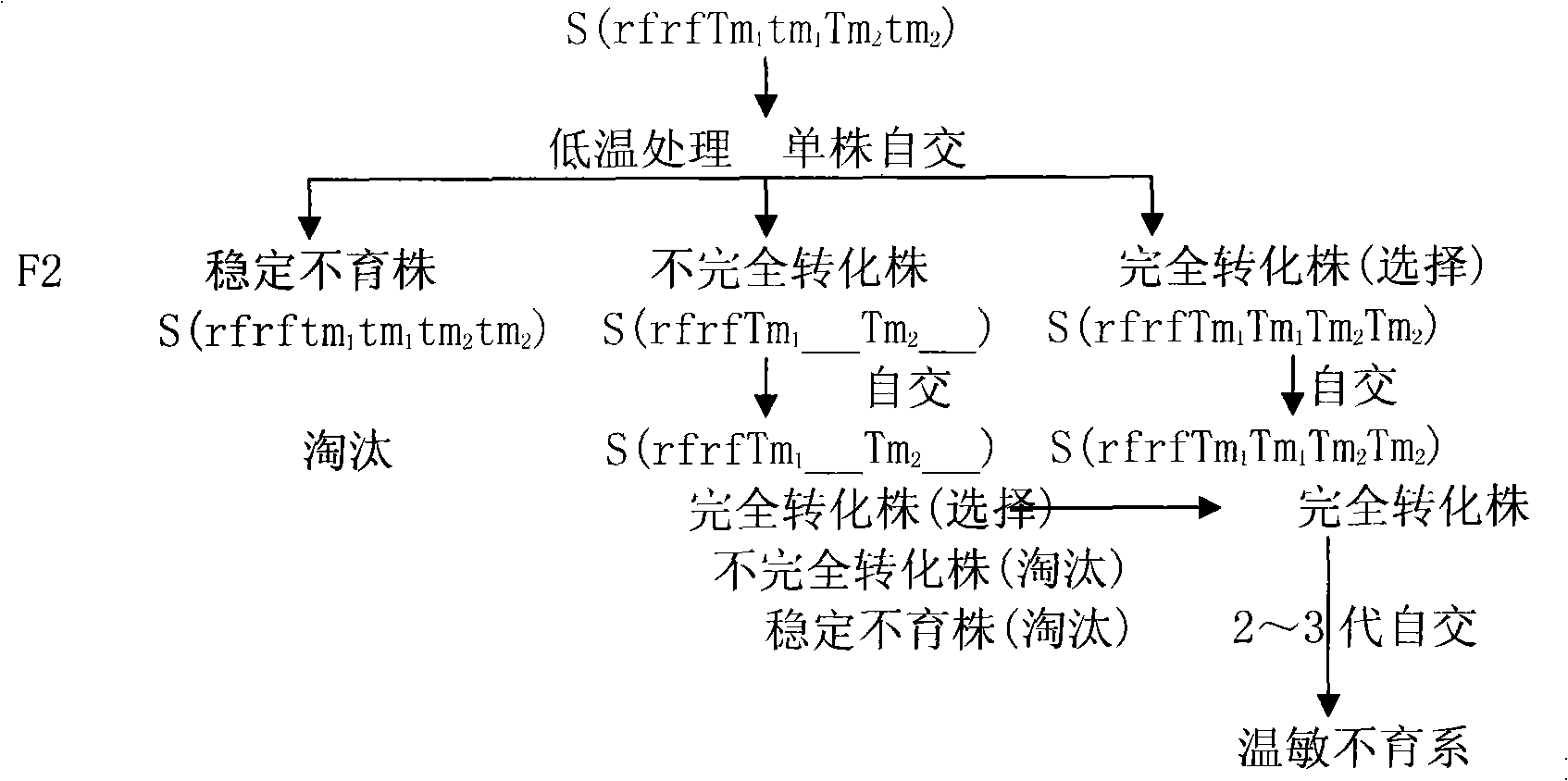 Method for breeding celery cabbage temperature-sensitive male sterile line and temperature-insensitive male sterile line