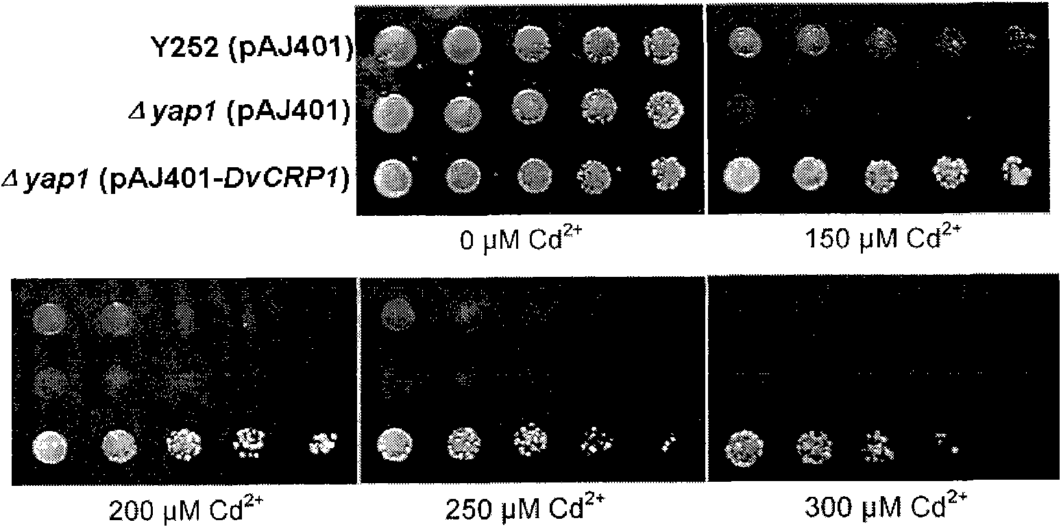 Gene DvCRP1 with Cd&lt;2+&gt; and Cu&lt;2+&gt; resistance as well as coding protein and application thereof