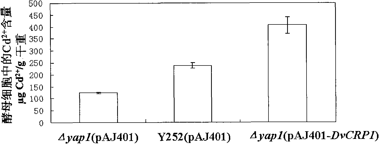 Gene DvCRP1 with Cd&lt;2+&gt; and Cu&lt;2+&gt; resistance as well as coding protein and application thereof