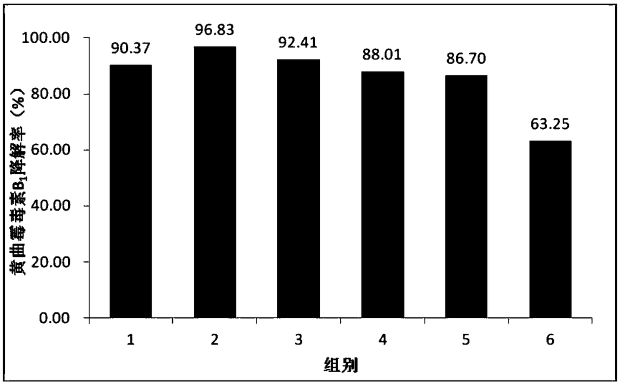 Fermentation agent for degrading aflatoxin, and preparation method and application thereof