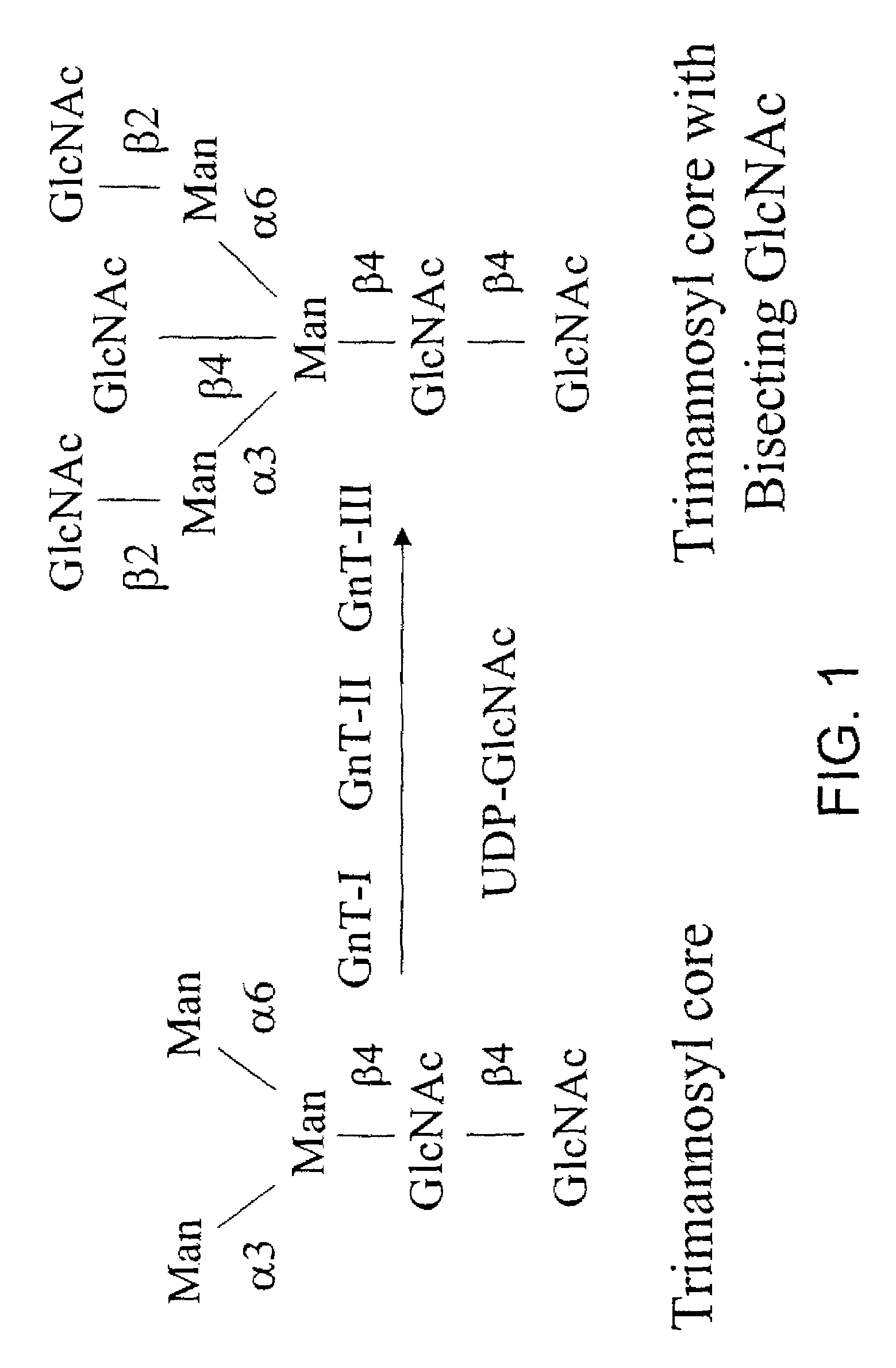 Glycopegylation methods and proteins/peptides produced by the methods