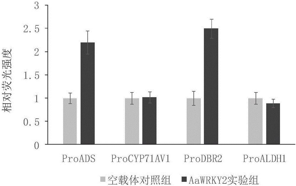 Artemisia carvifolia WRKY type transcription factor coding sequence, cloning method and application