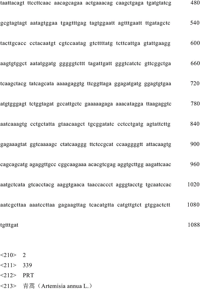 Artemisia carvifolia WRKY type transcription factor coding sequence, cloning method and application