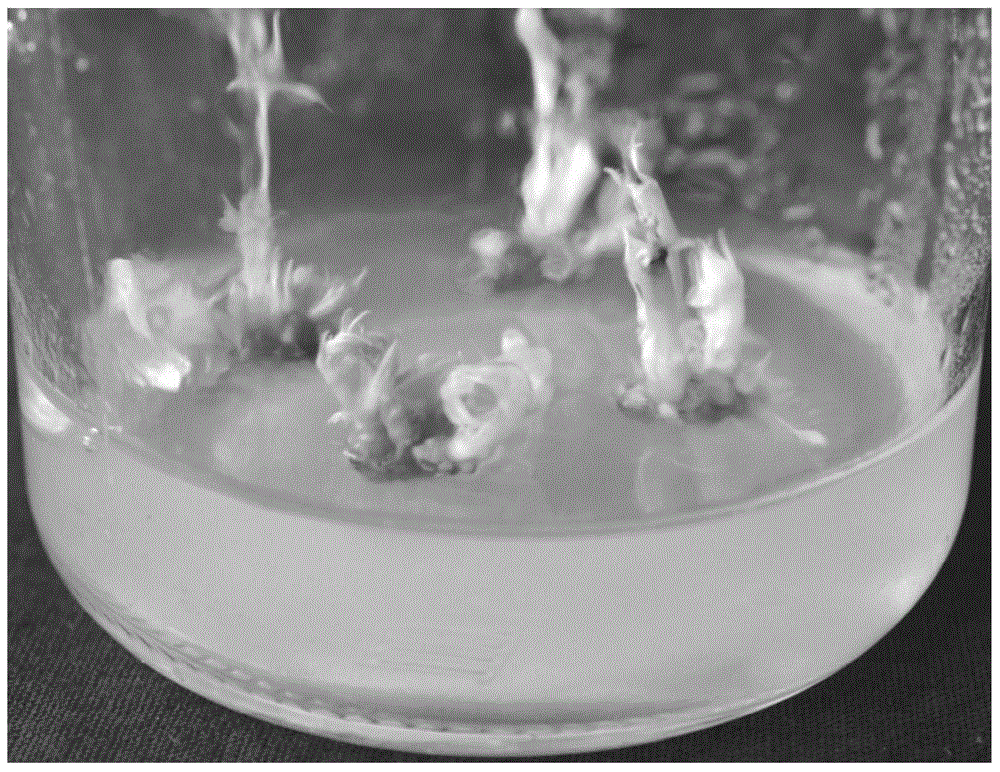 A rapid and effective screening method for reducing the false positive rate of peanut genetically transformed plants