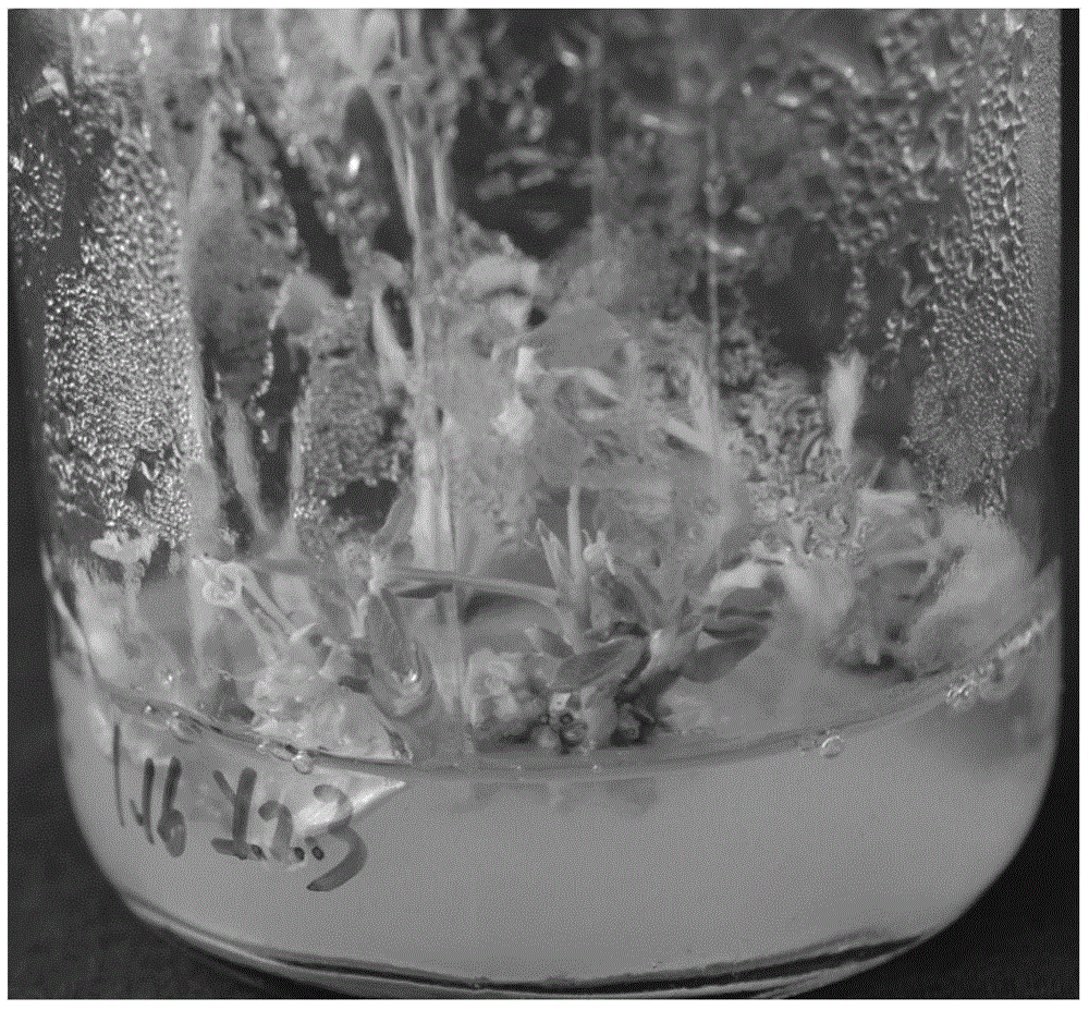 A rapid and effective screening method for reducing the false positive rate of peanut genetically transformed plants