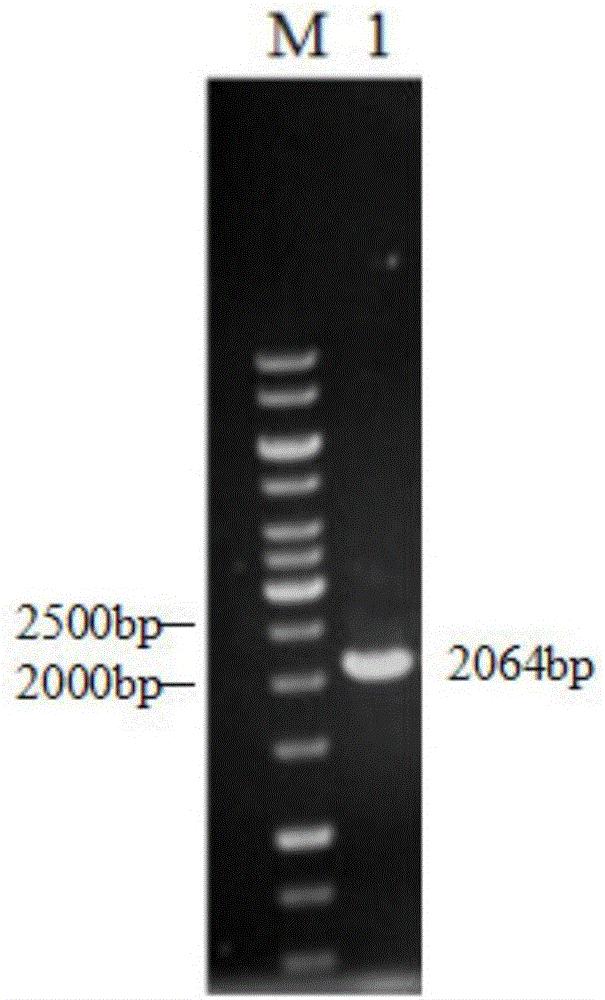 Novel phosphatidase B and application thereof