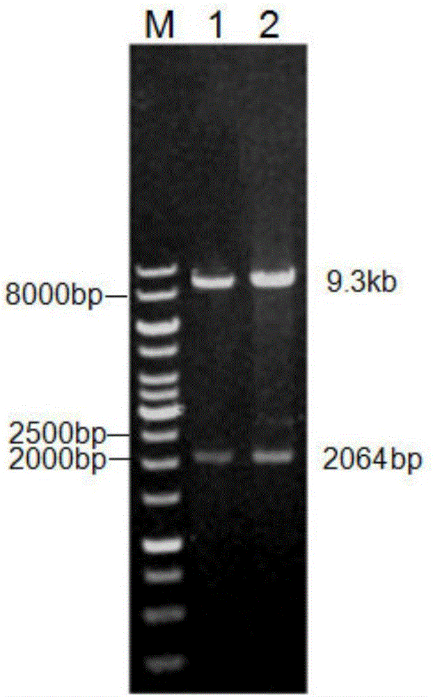 Novel phosphatidase B and application thereof