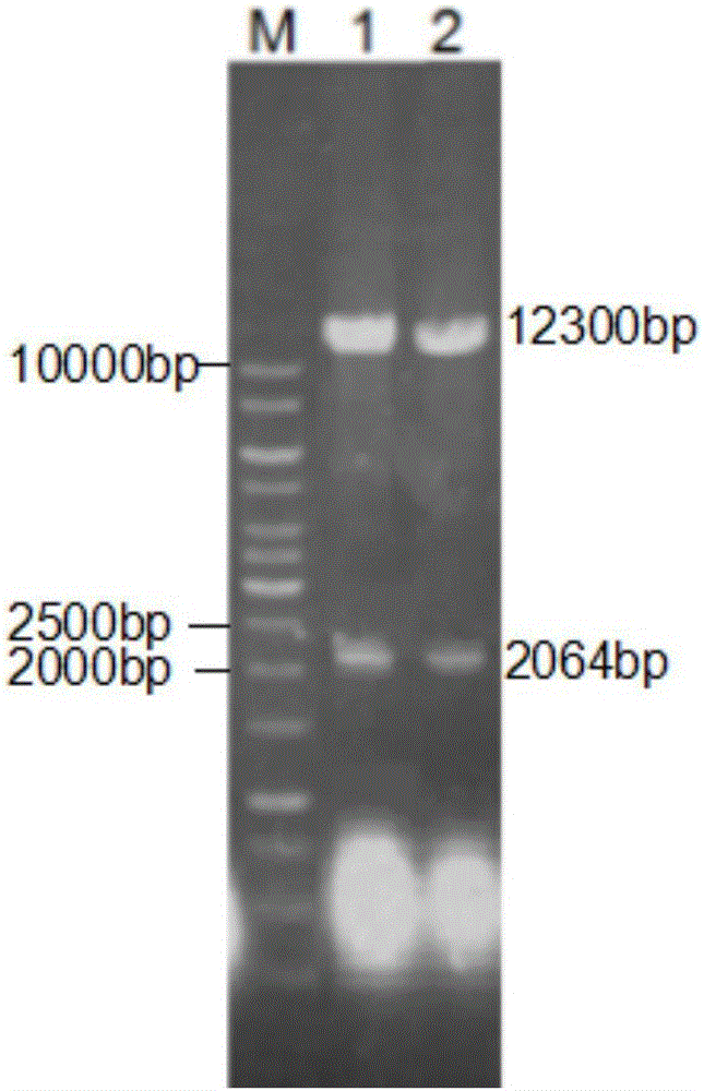 Novel phosphatidase B and application thereof