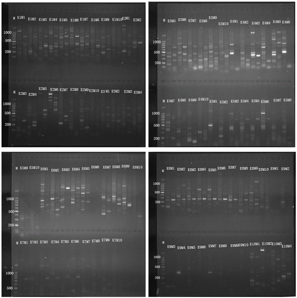 SRAP (Sequence Related Amplified Polymorphism) molecular marker primer for identifying common cynodon dactylon and cynodon arcuatus as well as method and application of SRAP molecular marker primer