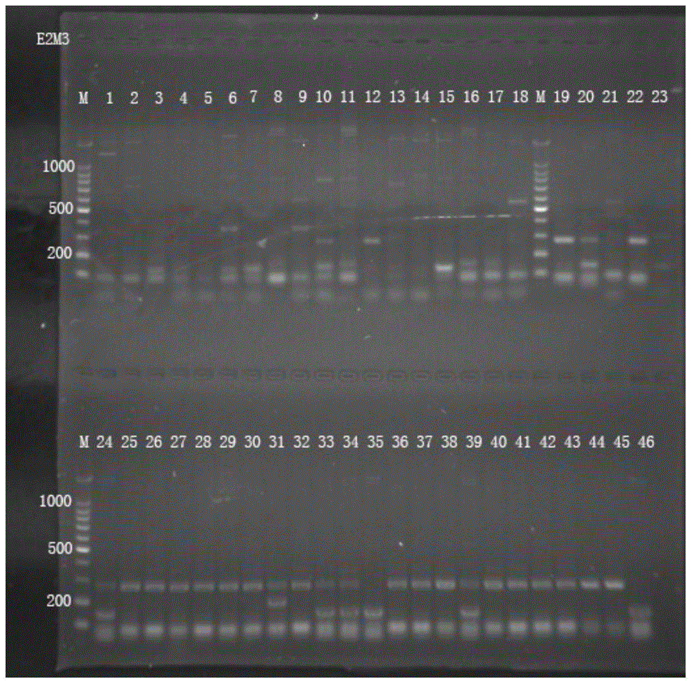 SRAP (Sequence Related Amplified Polymorphism) molecular marker primer for identifying common cynodon dactylon and cynodon arcuatus as well as method and application of SRAP molecular marker primer