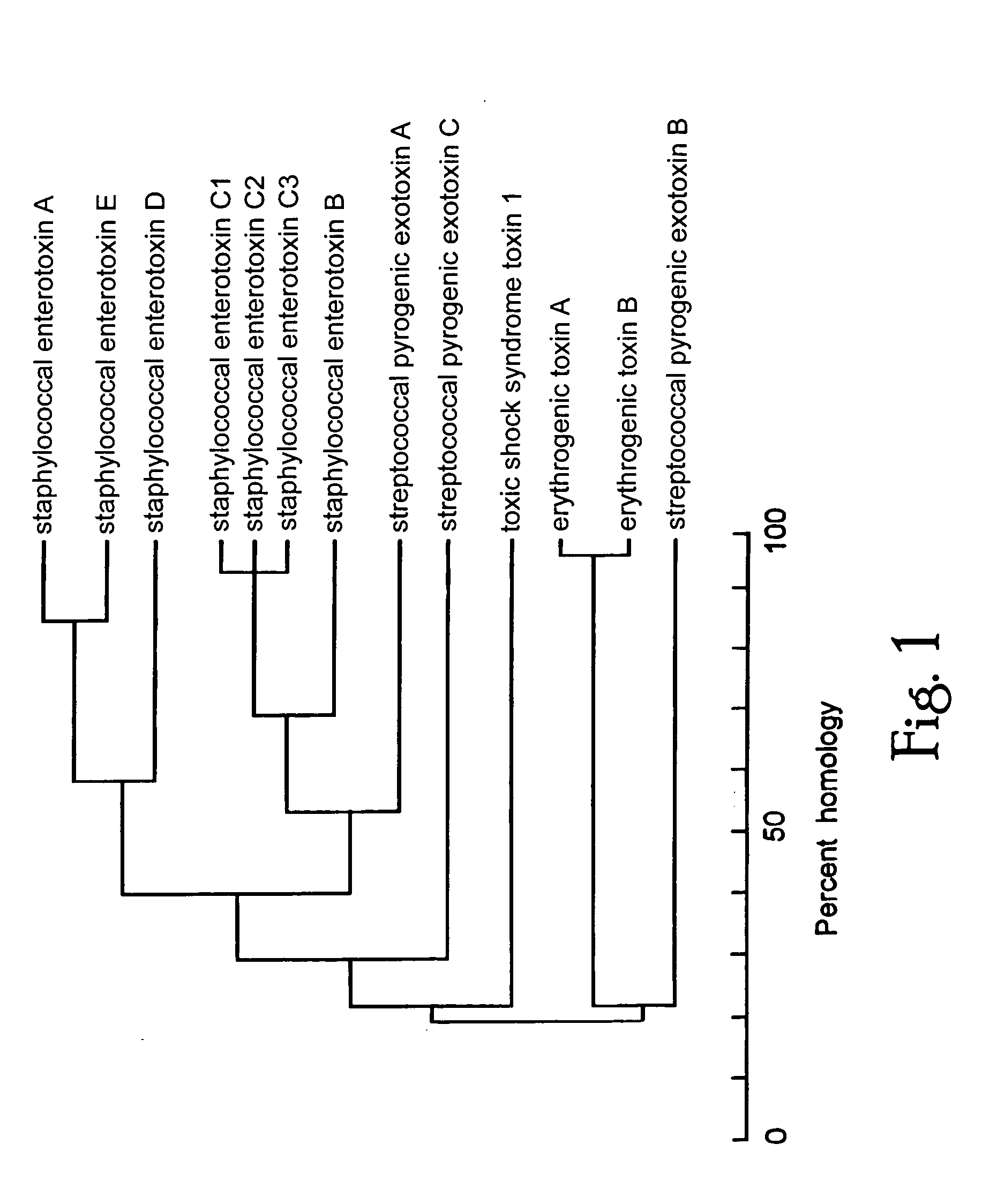 Bacterial superantigen vaccines