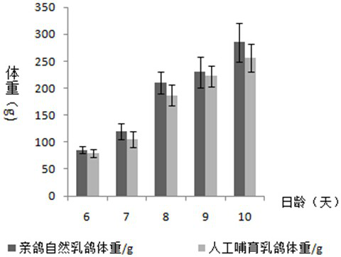 6-10 day-old biologically fermented artificial pigeon milk and its preparation method