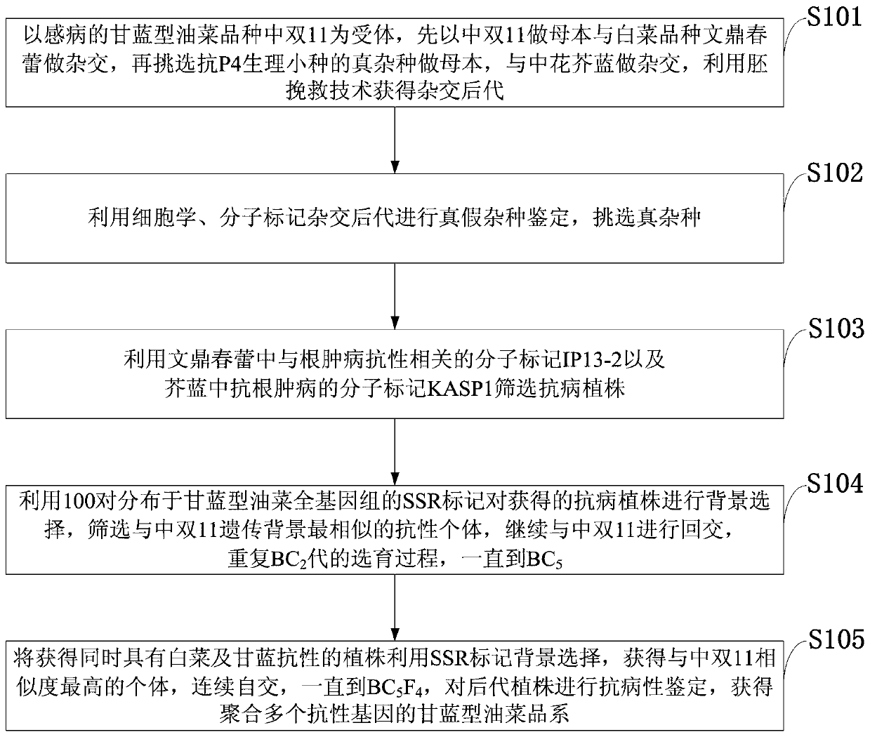 Method for synthesizing clubroot resistant brassica napus through pyramid breeding and biotechnology