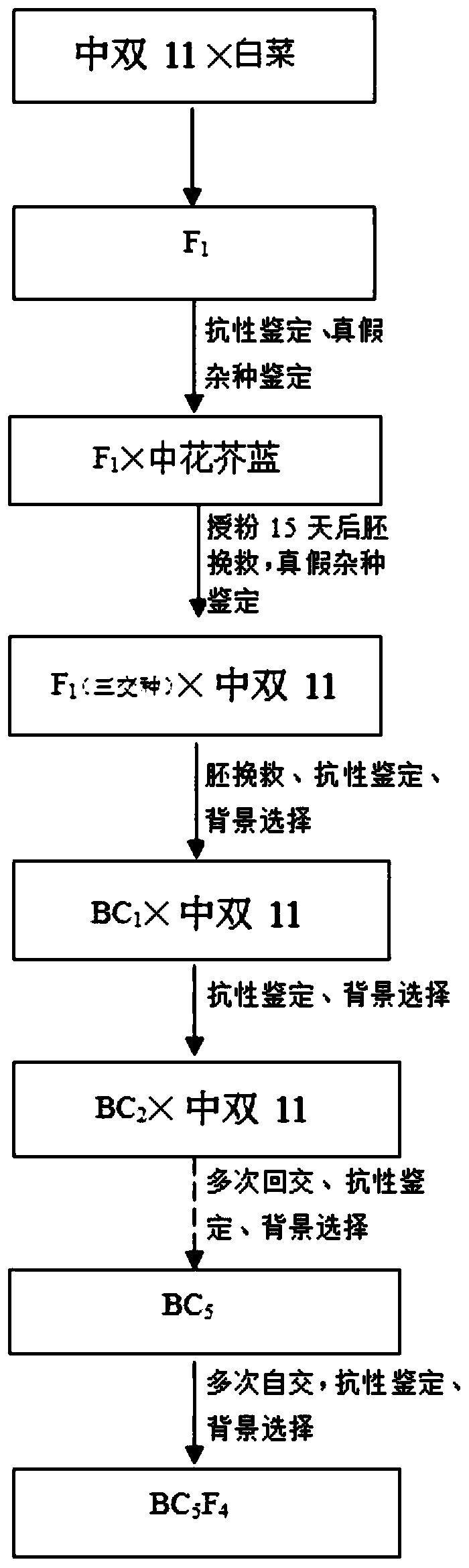 Method for synthesizing clubroot resistant brassica napus through pyramid breeding and biotechnology