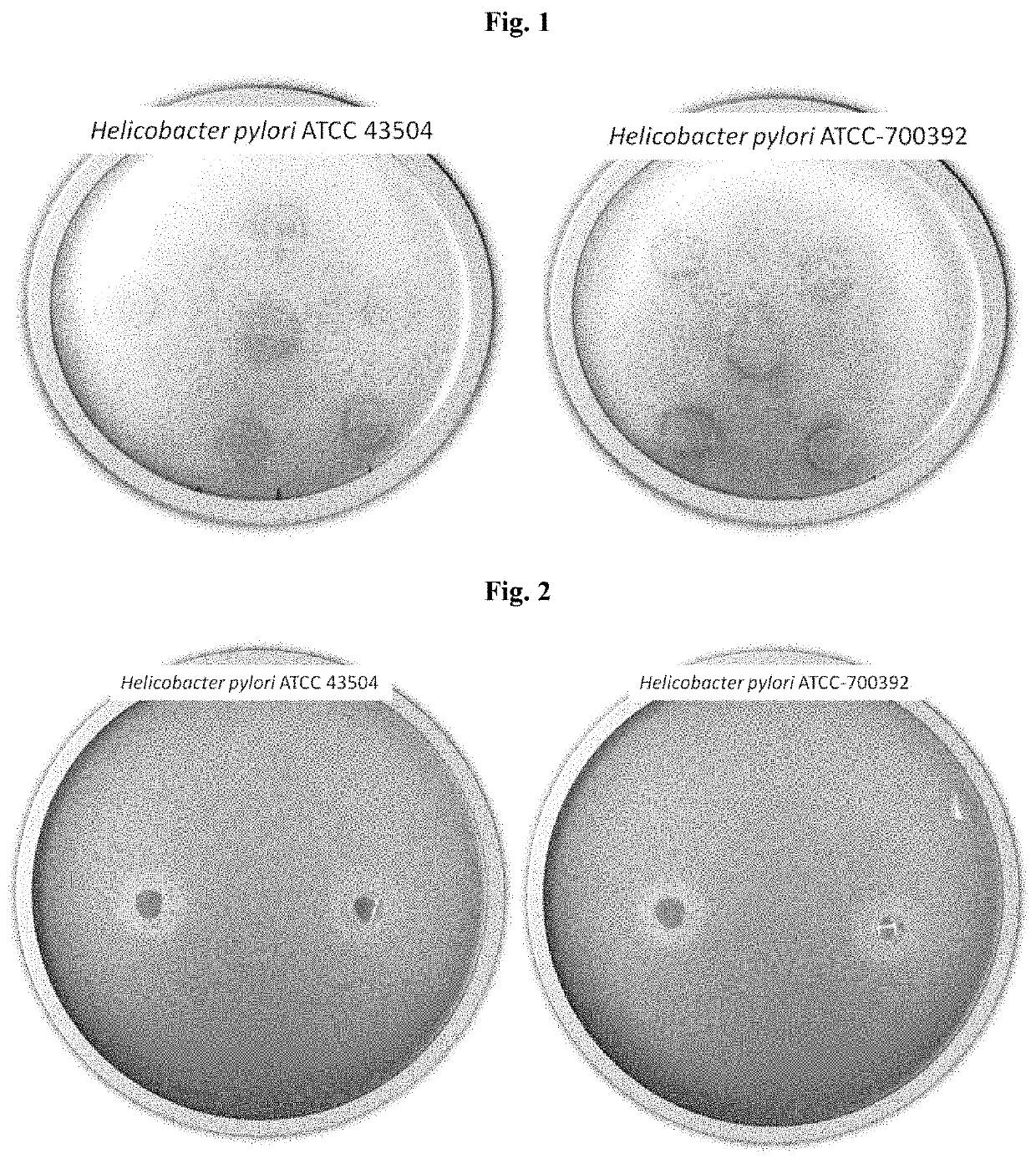 Compositions for management of <i>Helicobacter pylori </i>infections