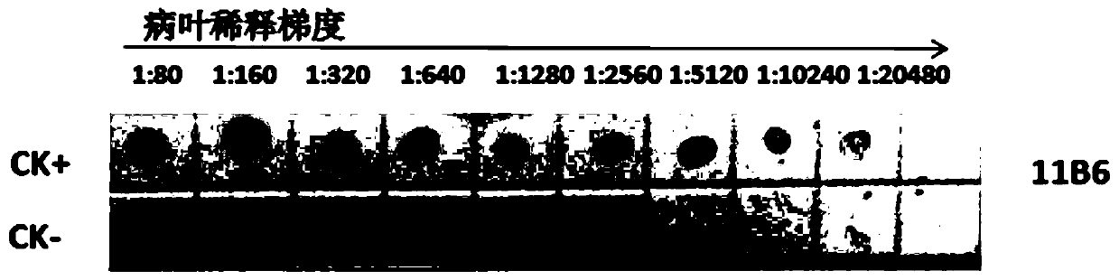 Hybridoma cell line secreting monoclonal antibody against rice tumor dwarf virus and application of monoclonal antibody