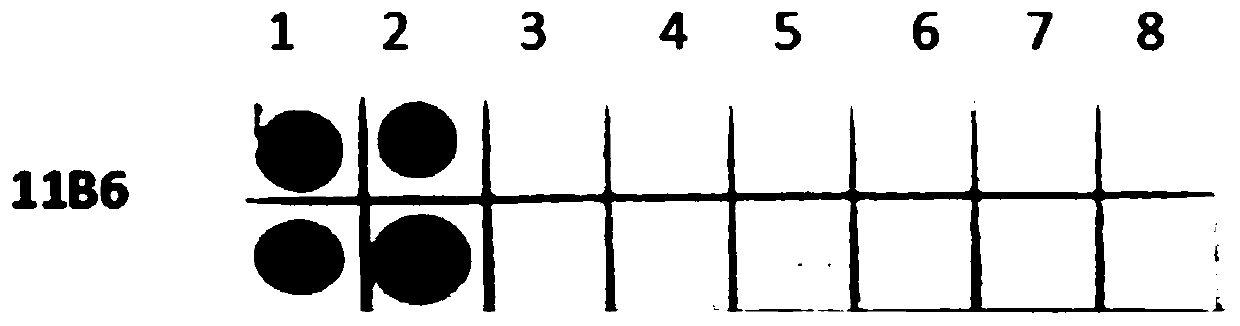 Hybridoma cell line secreting monoclonal antibody against rice tumor dwarf virus and application of monoclonal antibody