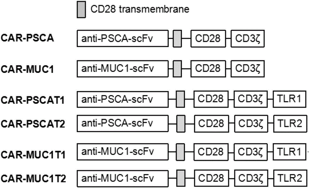 Chimeric antigen receptor and cell expressing same and preparation method and application of chimeric antigen receptor