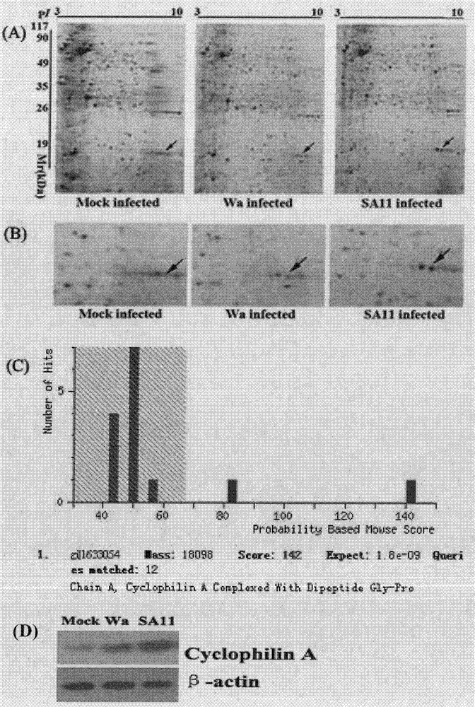 Rotavirus-resistant drug acting target, building method and application method thereof