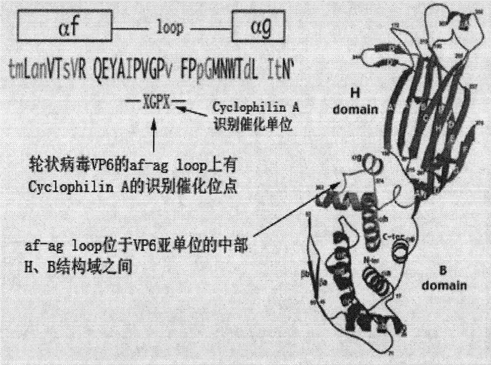 Rotavirus-resistant drug acting target, building method and application method thereof