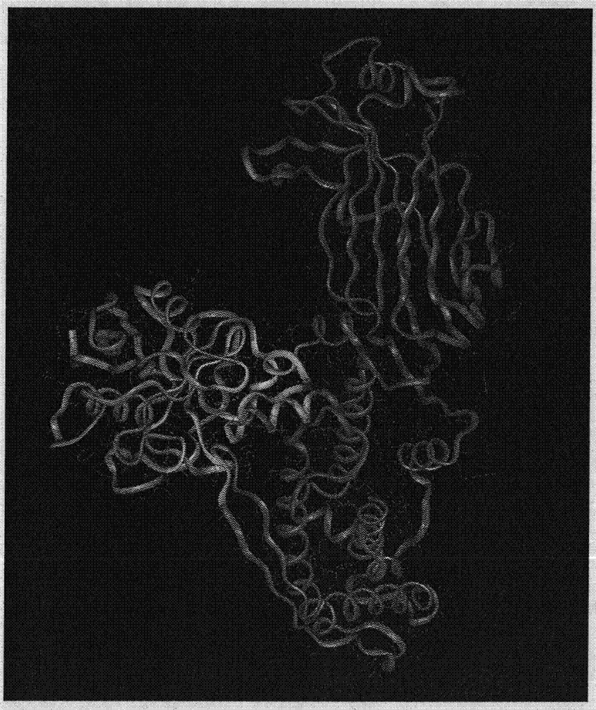 Rotavirus-resistant drug acting target, building method and application method thereof