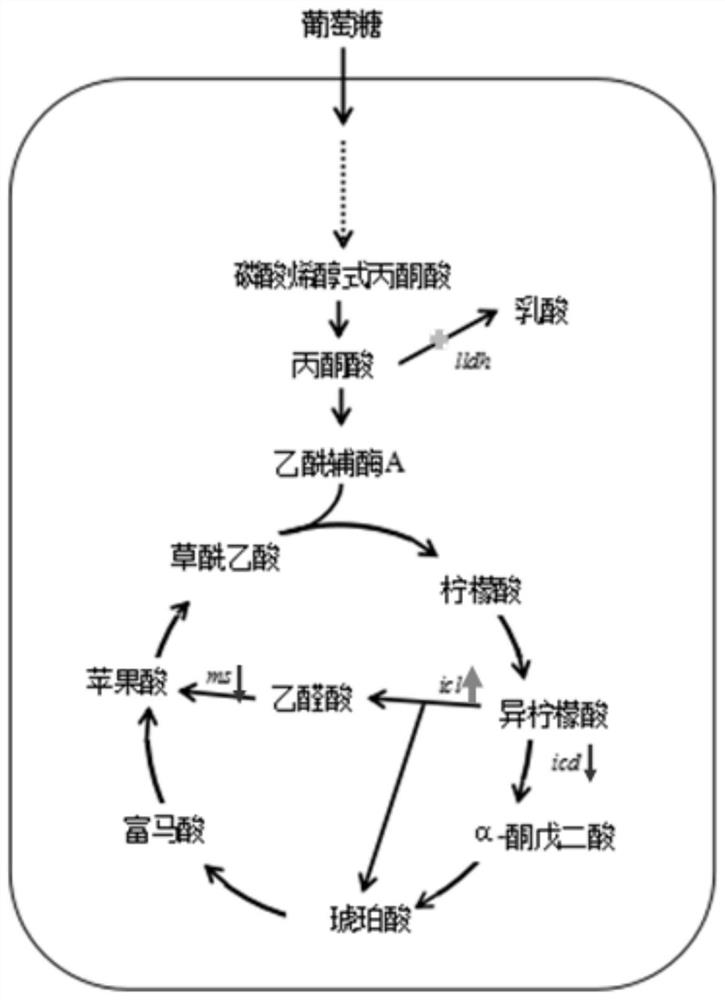 Method for synthesizing glyoxylic acid by utilizing corynebacterium glutamicum based on CRISPRi regulation