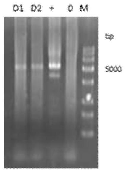 Method for synthesizing glyoxylic acid by utilizing corynebacterium glutamicum based on CRISPRi regulation