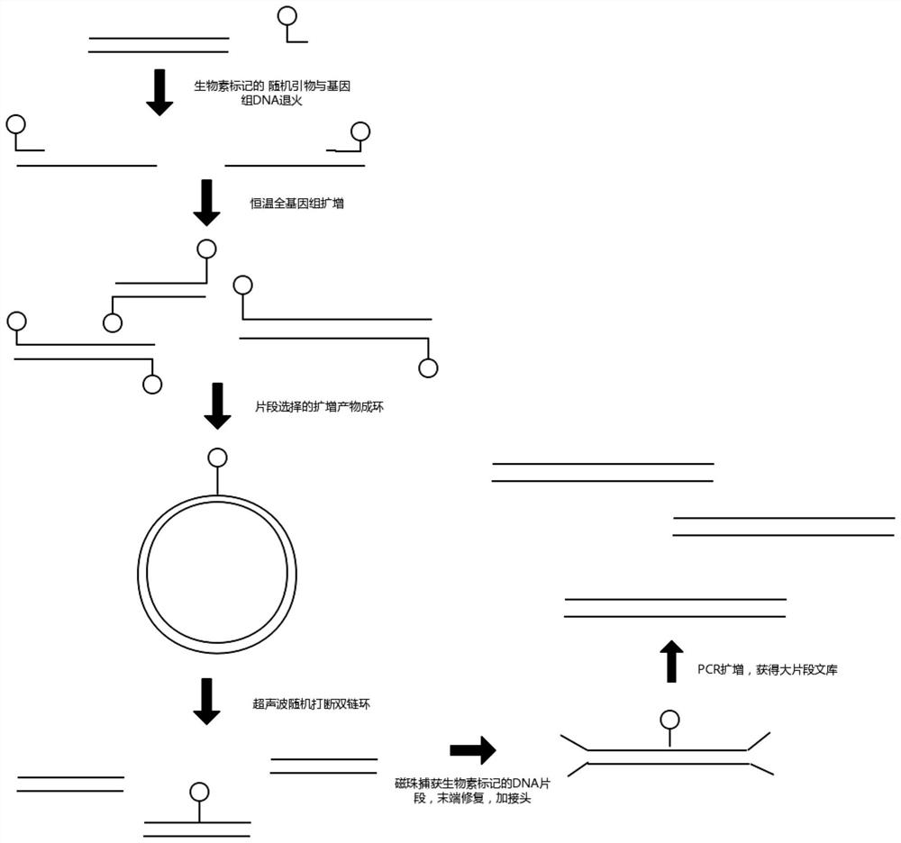 dna library construction method with low input