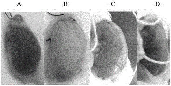 Application of tromethamine in drugs for treating hyperuricemia and related disease