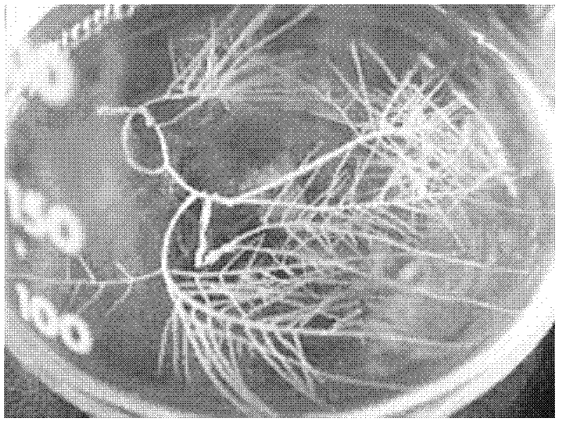 Cultivation method for inducing scutellaria baicalensis hairy root based on agrobacterium rhizogenes infection