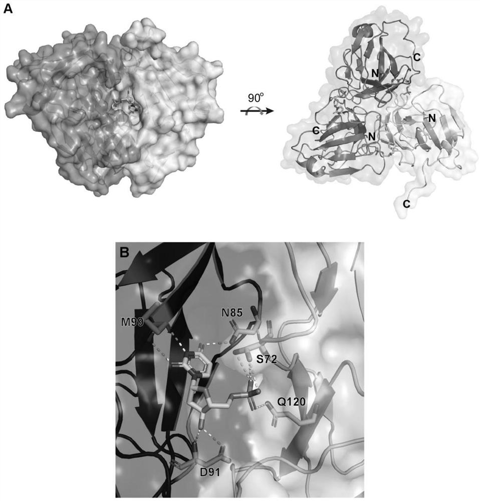 Application of small molecule compound in anti-African swine fever virus infection