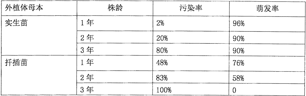 A kind of micropropagation method of Nanjing Tilia