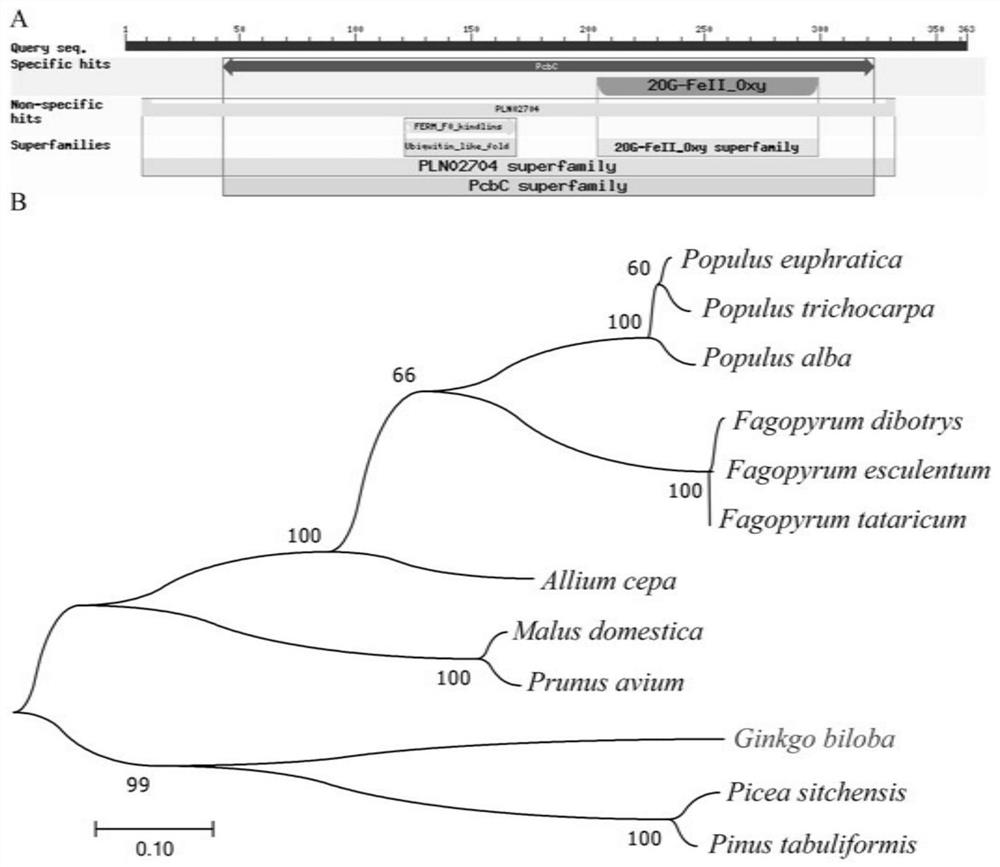 A kind of ginkgo gbflsa gene and its expression protein and application