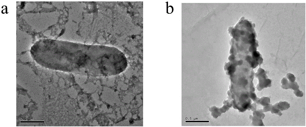 Method for preparing high-stability microbial electrochemical sensor