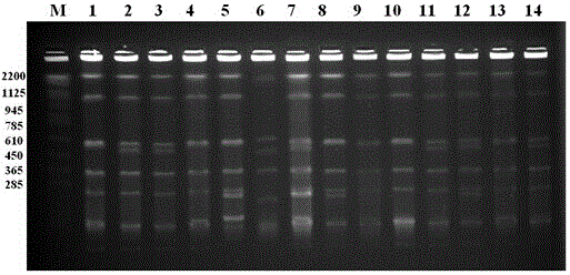 Molecular Typing Method of Bacterial Scab Pfge in Pepper and Tomato