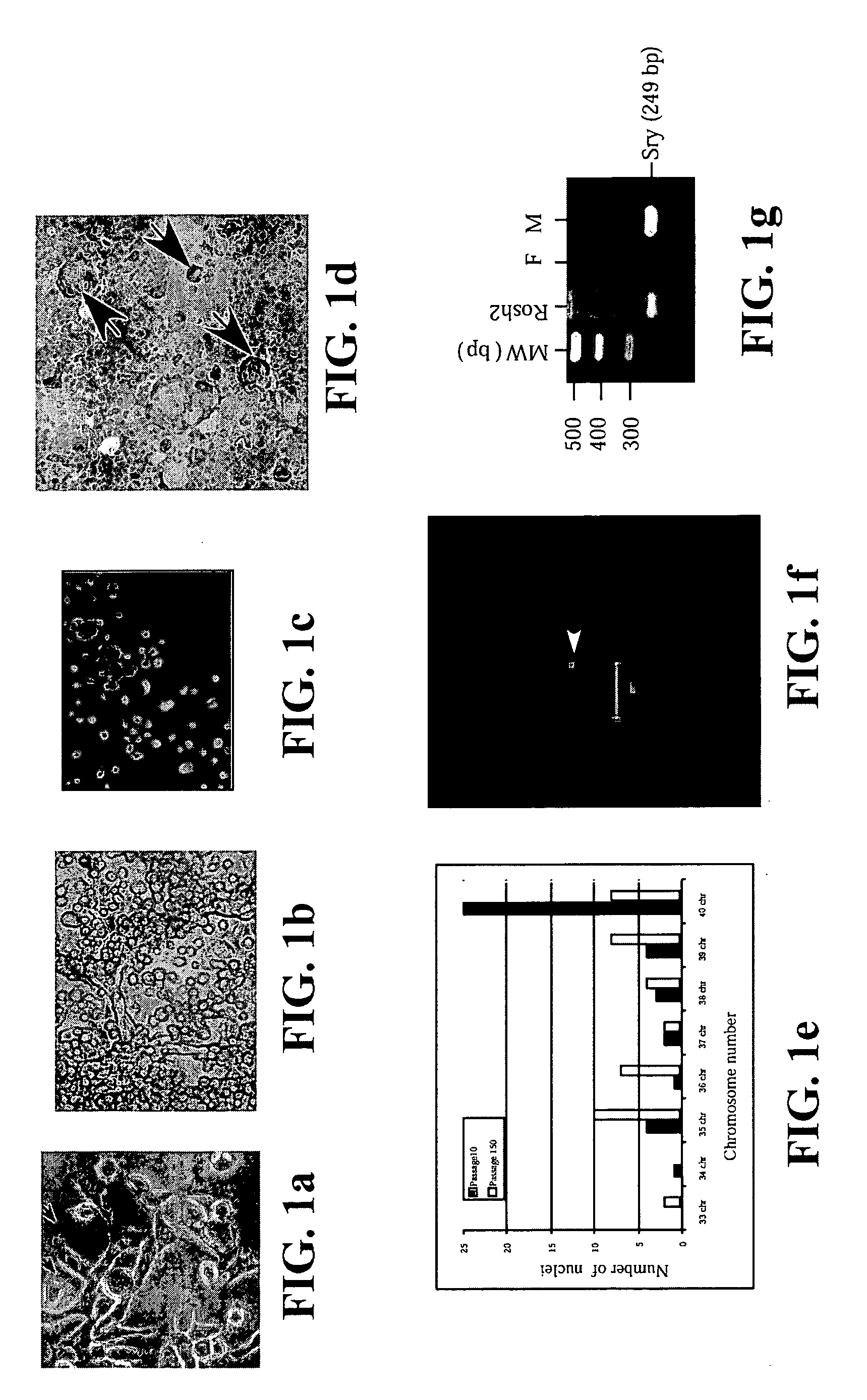 Hemangioblast progenitor cells