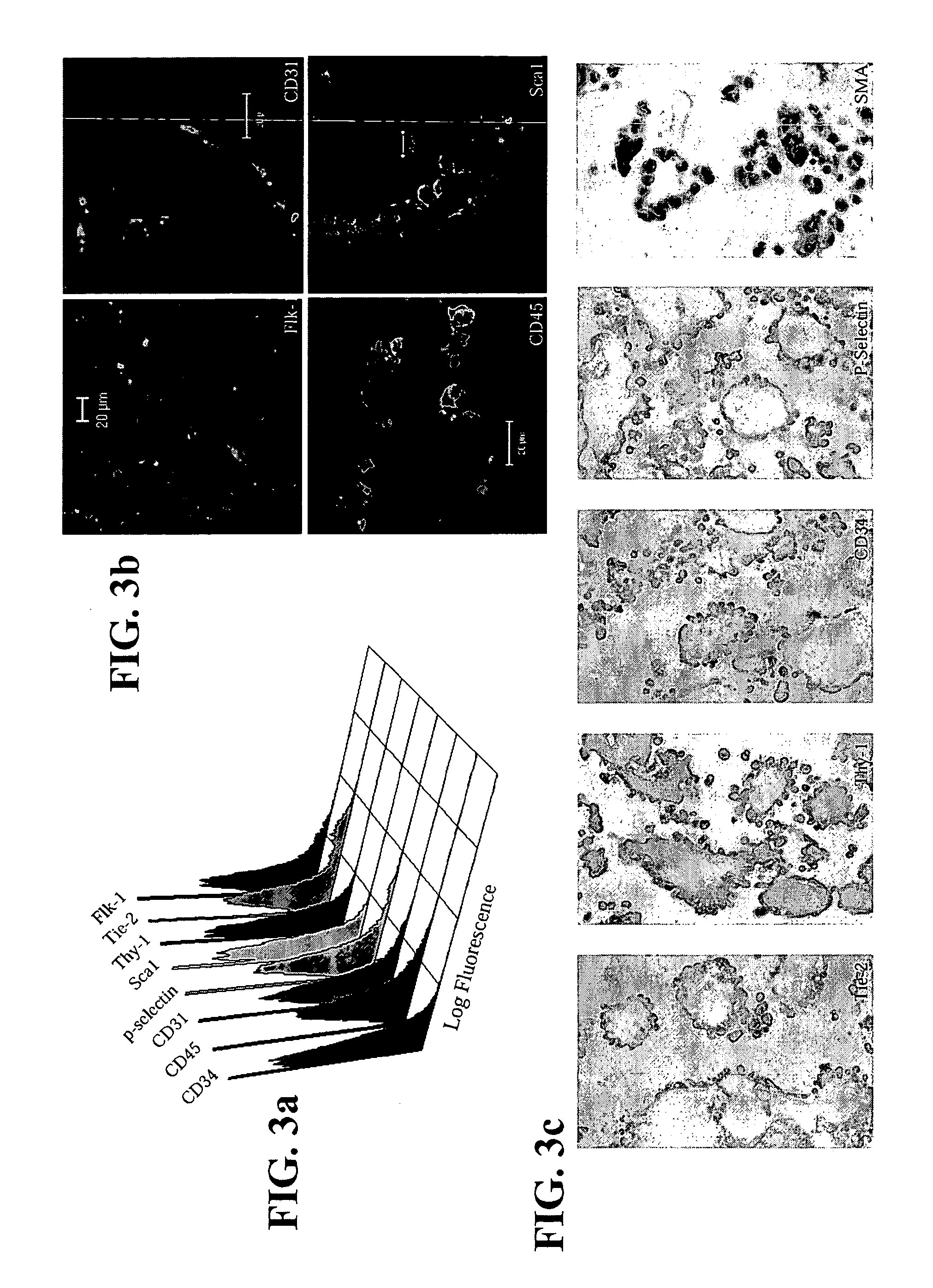 Hemangioblast progenitor cells