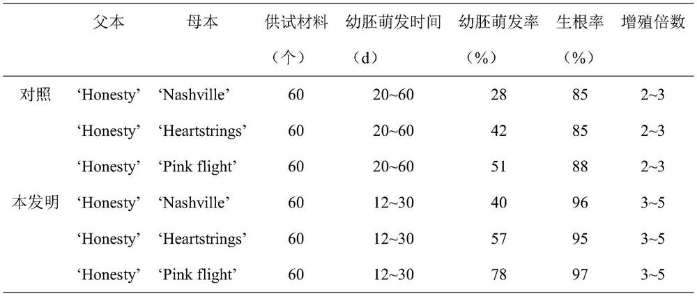 Embryo culture method for obtaining distant filial generation by using singular source tetraploid Lilium spp as male parent