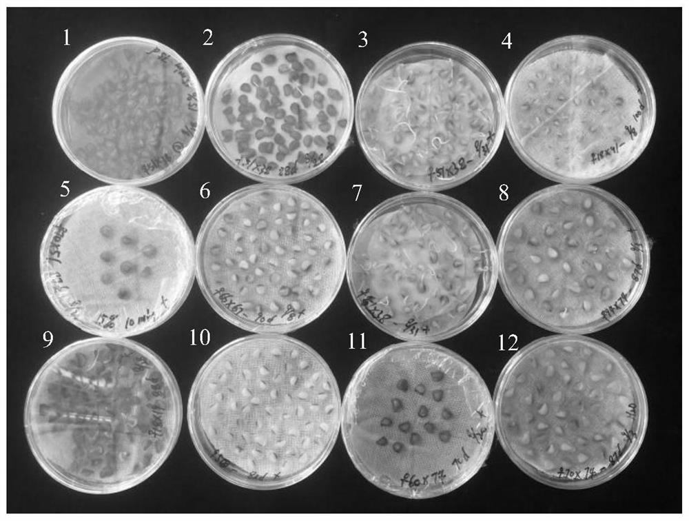 Embryo culture method for obtaining distant filial generation by using singular source tetraploid Lilium spp as male parent