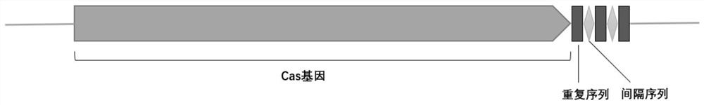 VI-B type CRISPR/Cas13 gene editing system and application thereof