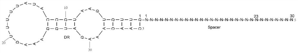 VI-B type CRISPR/Cas13 gene editing system and application thereof