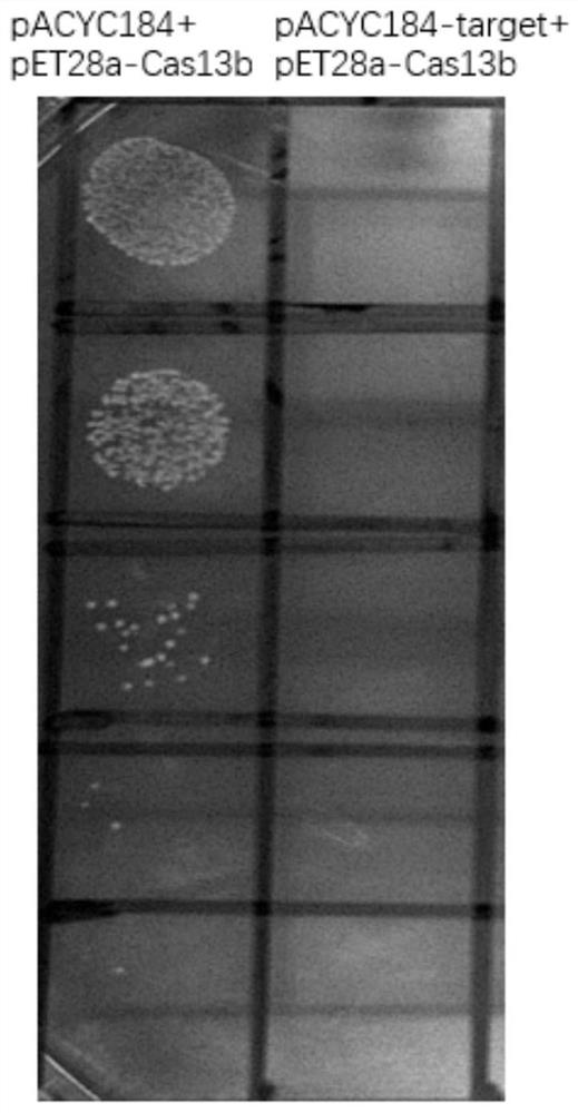 VI-B type CRISPR/Cas13 gene editing system and application thereof