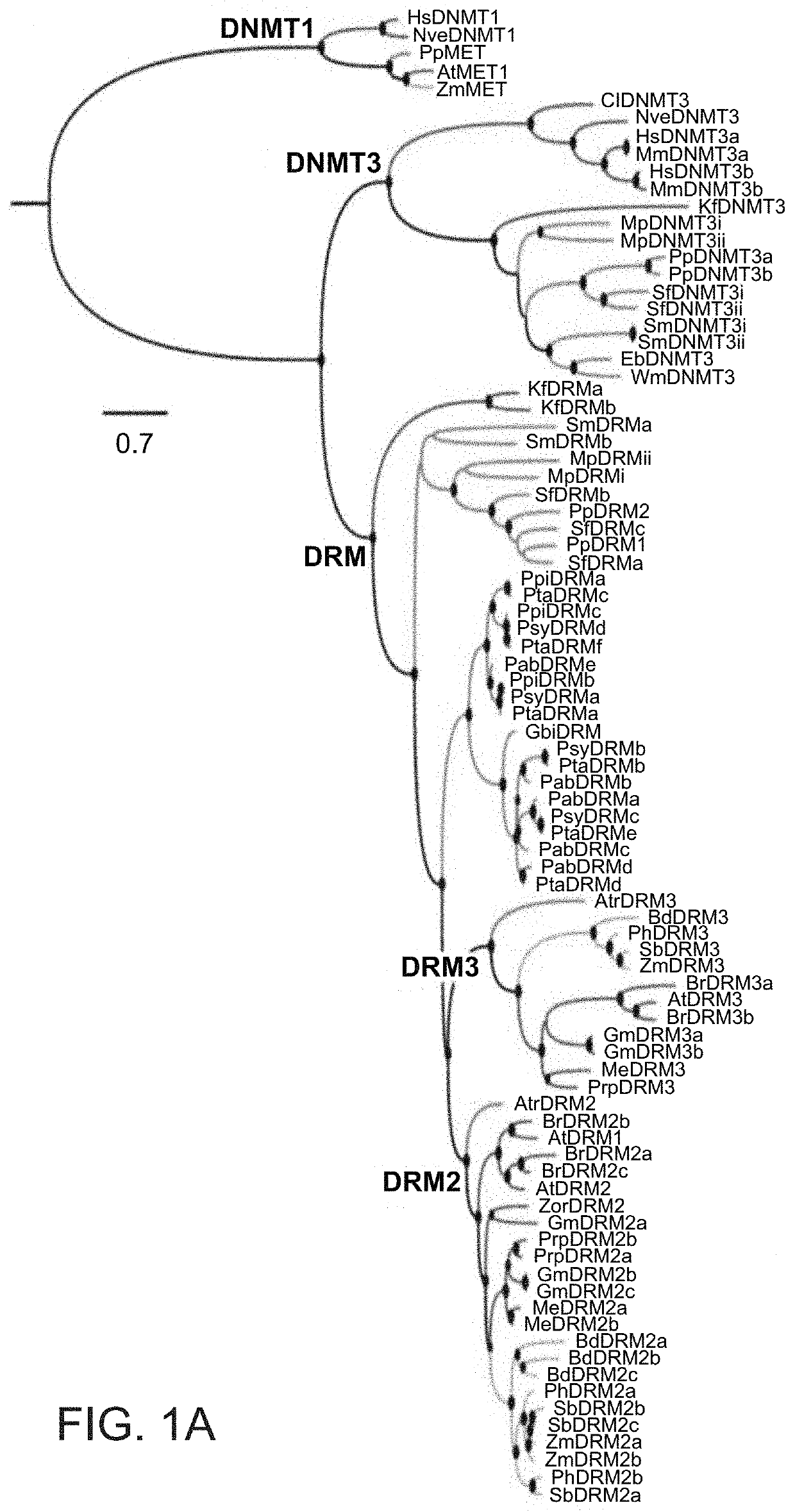 Plant DNA methyltransferases and uses thereof