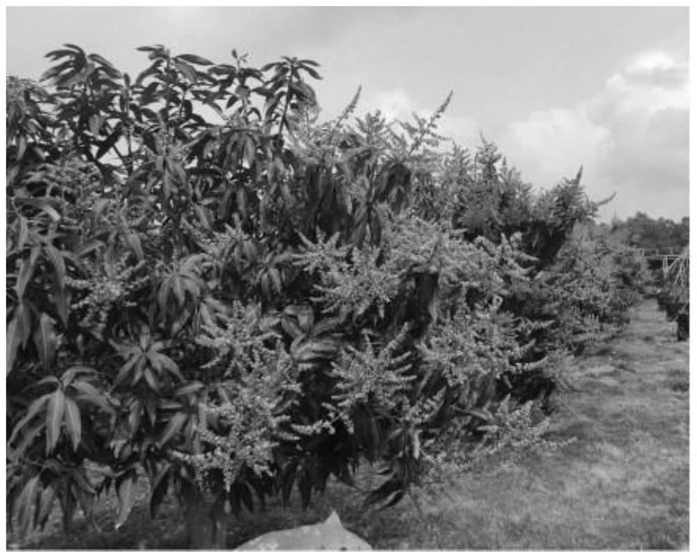 Novel flower formation regulation and control method for mangoes