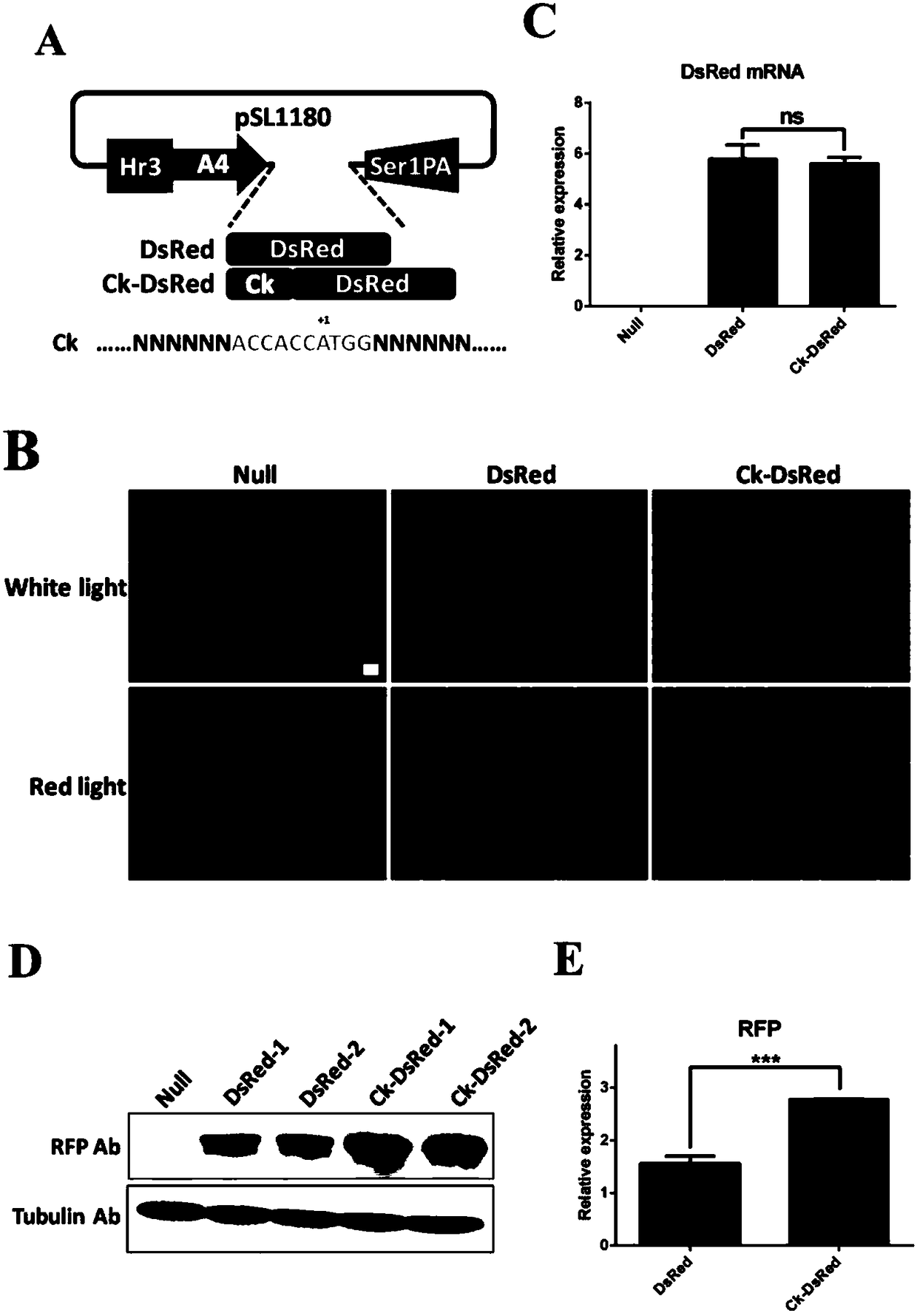 Polygene element realizing equivalent expression of two genes based on 2A lytic peptide, expression vector and application